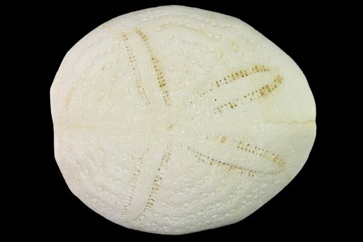 Fossil Sea Urchin (Eupatagus) - Florida #136070